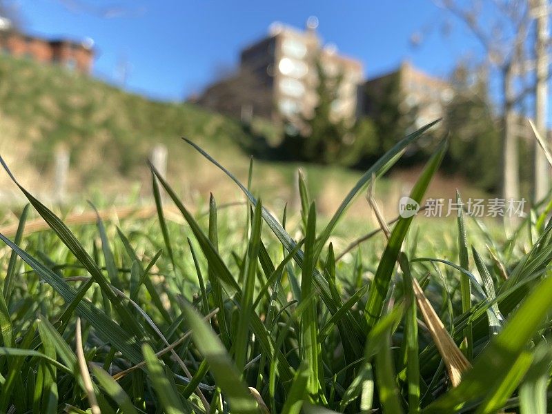 Bug’s Eye View of a Public Park